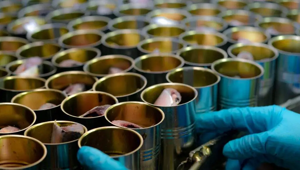 Gloved hands sorting cut fish in tin cans for Heat Penetration Theory and Data Acquisition.
