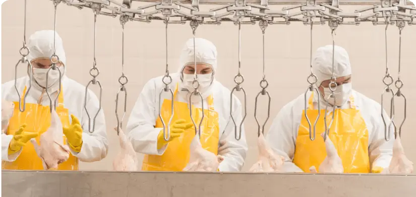 Food production facility inspecting skinned chicken for Salmonella.