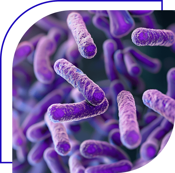 The Role of Bacillus cereus, Staphylococcus aureus, and Clostridium perfringens in Food Safety view from microscope.