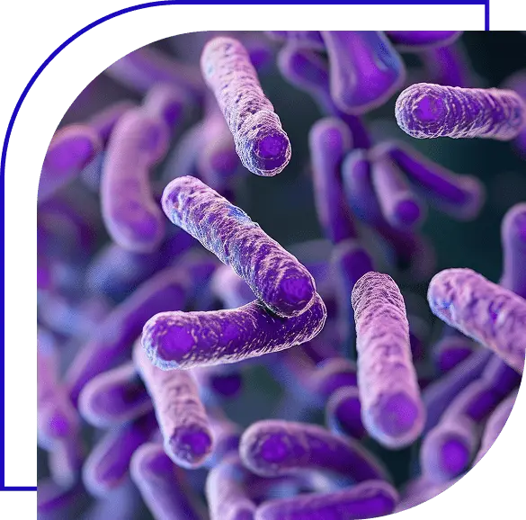 The Role of Bacillus cereus, Staphylococcus aureus, and Clostridium perfringens in Food Safety view from microscope.
