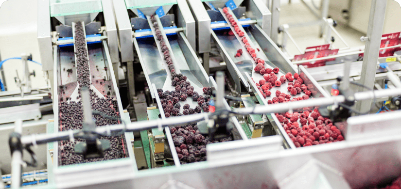 Frozen berry sorting process in a food manufacturing plant, with raspberries and blackberries traveling on stainless steel conveyor systems for quality control and packaging.