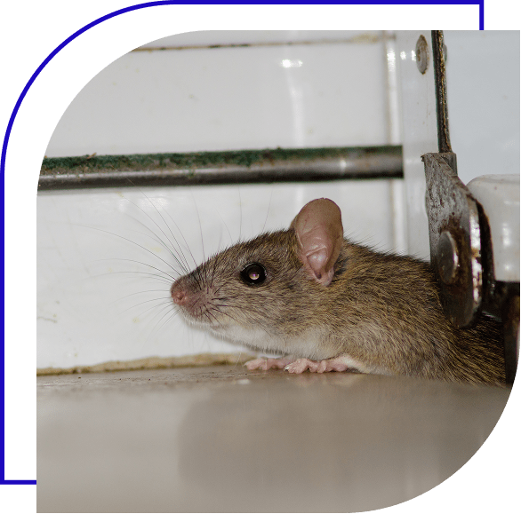 Mouse squeezing into a sealed off food processing plant.
