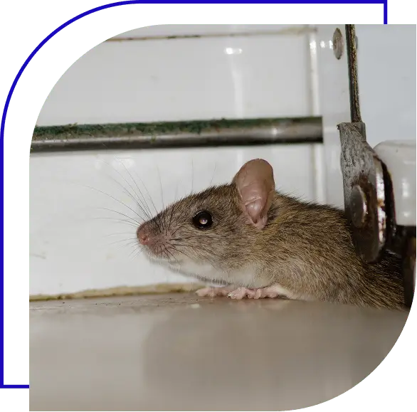 Mouse squeezing into a sealed off food processing plant.