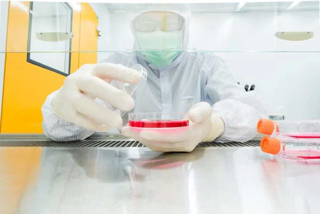 A scientist transferring fresh medium into petri dishes and flasks for cell culture assay in biological cabinet (BSC). Doing molecular experiment in cleanroom facility.