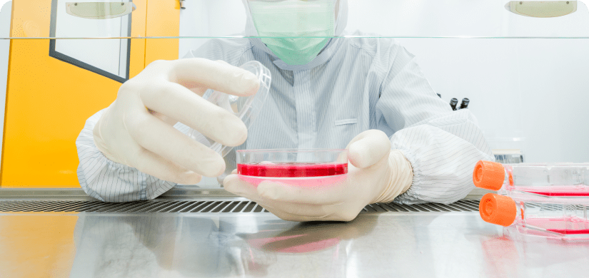 A scientist transferring fresh medium into petri dishes and flasks for cell culture assay in biological cabinet (BSC). Doing molecular experiment in cleanroom facility.