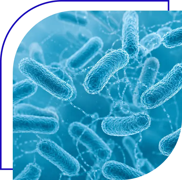 Rendering of Yersinia enterocolitica a foodborne pathogen.