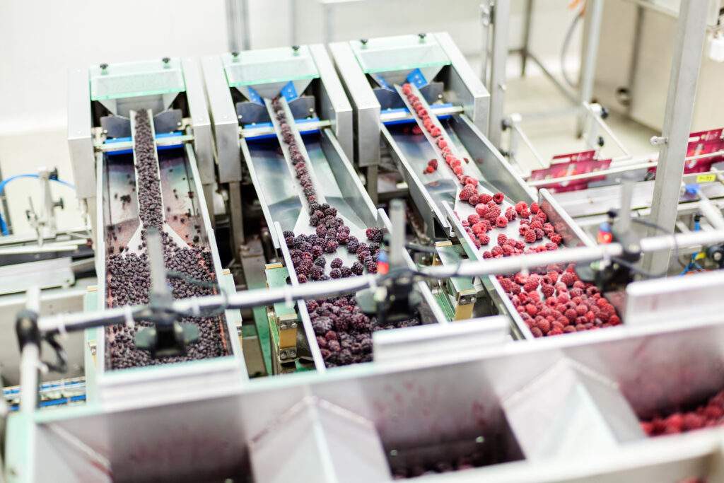 Frozen berry sorting process in a food manufacturing plant, with raspberries and blackberries traveling on stainless steel conveyor systems for quality control and packaging.