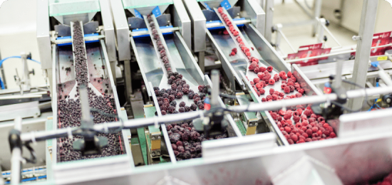 Frozen berry sorting process in a food manufacturing plant, with raspberries and blackberries traveling on stainless steel conveyor systems for quality control and packaging.