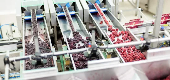 Frozen berry sorting process in a food manufacturing plant, with raspberries and blackberries traveling on stainless steel conveyor systems for quality control and packaging.