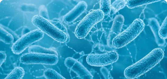 Rendering of Yersinia enterocolitica a foodborne pathogen.