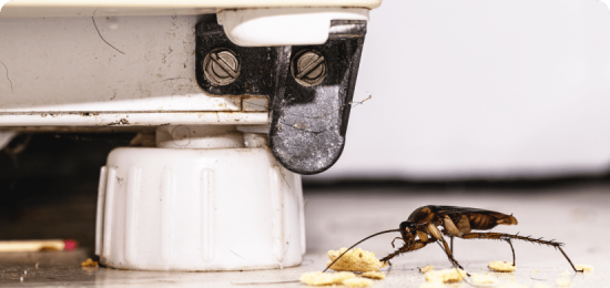 Cockroach eating food particles in plant facility.