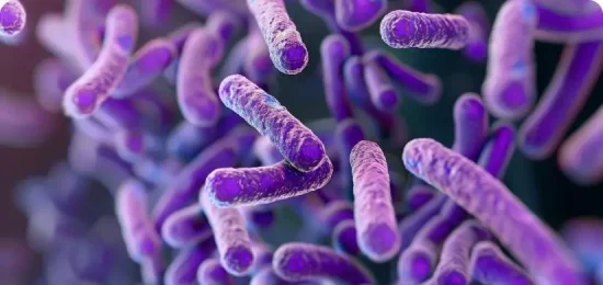The Role of Bacillus cereus, Staphylococcus aureus, and Clostridium perfringens in Food Safety view from microscope.